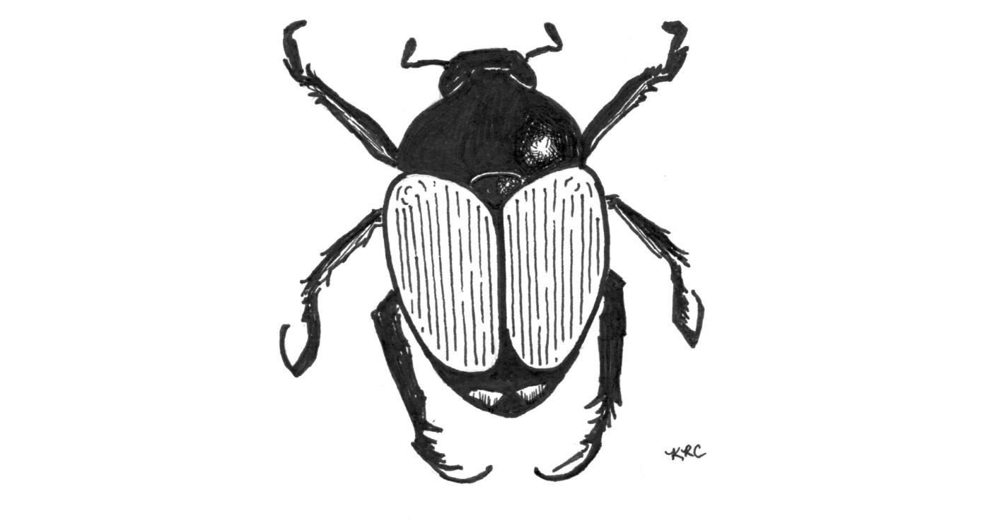 Fighting Japanese beetles: A year-round endeavour